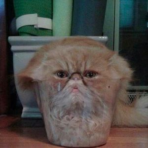 Meet your Posher, Robert